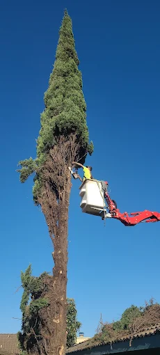 Tree Trim for Stockton CA Homes