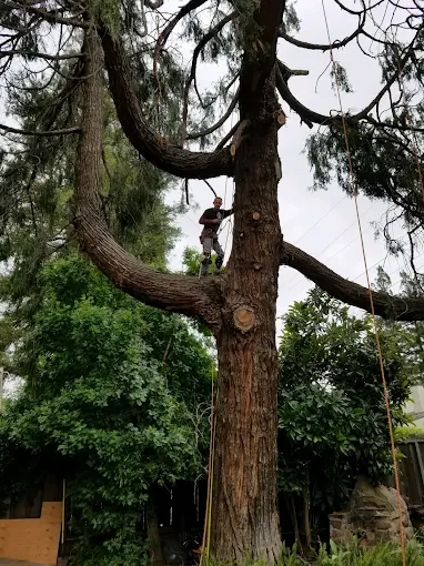 Tree Removal Mountain House California