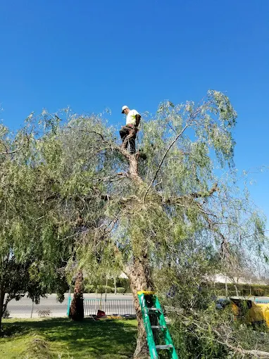 Tree Removal Mountain House California