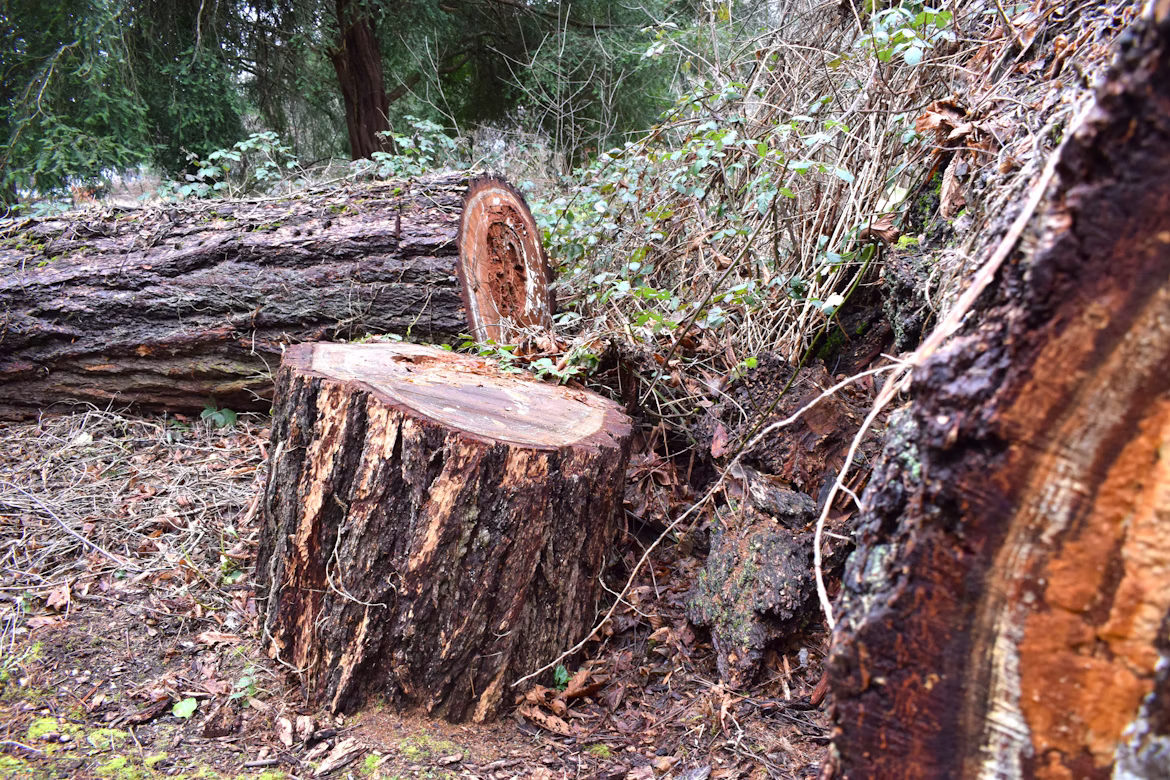STUMP GRINDING PAGE