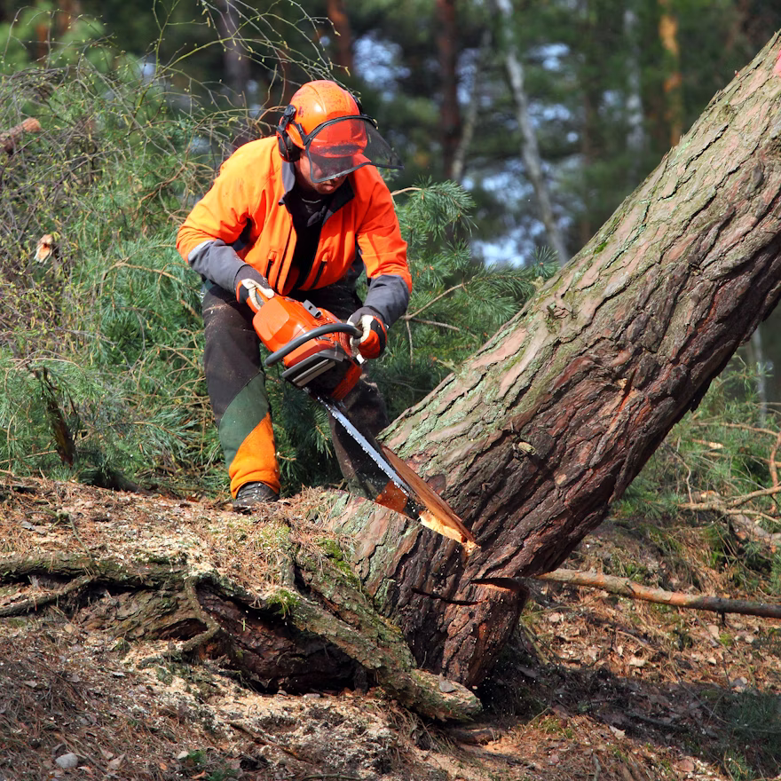 STUMP GRINDING PAGE