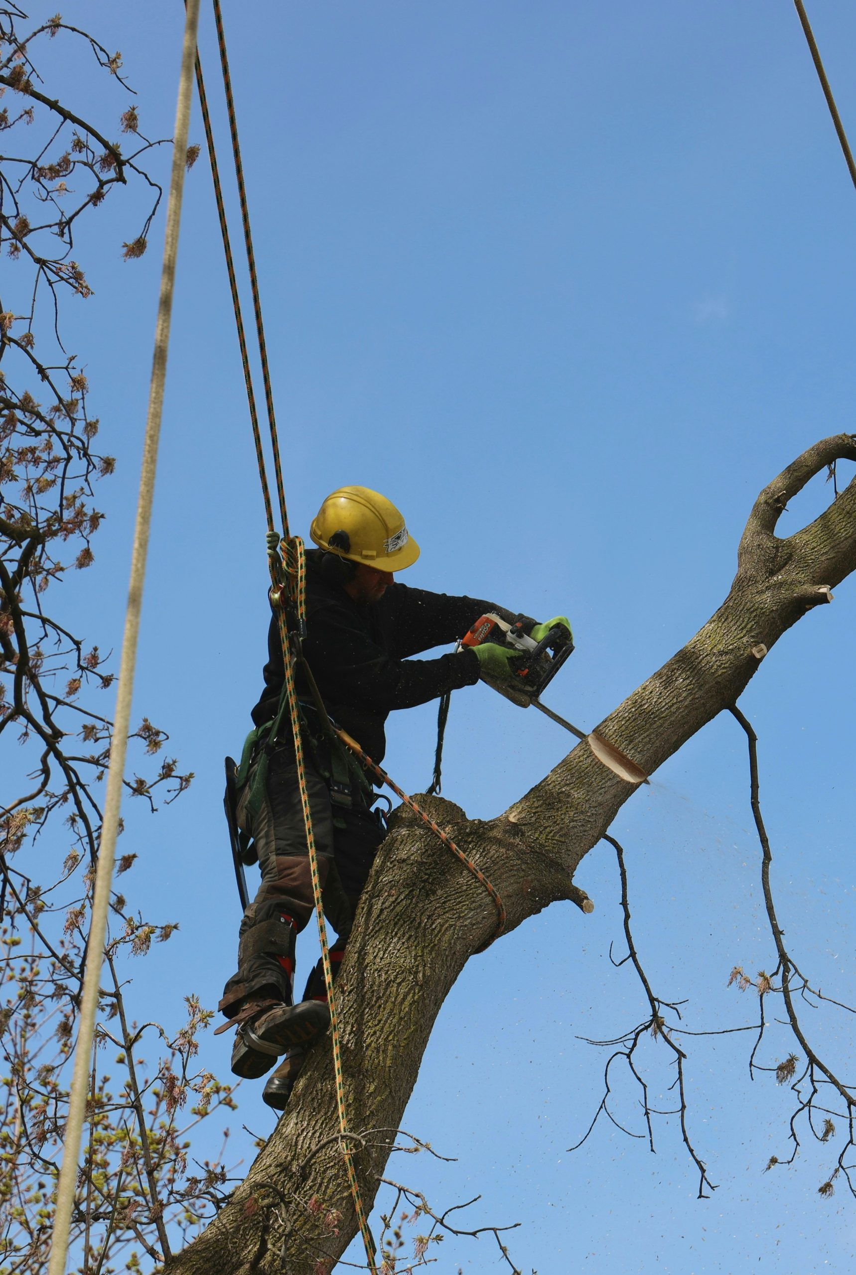 TREE REMOVAL PAGE