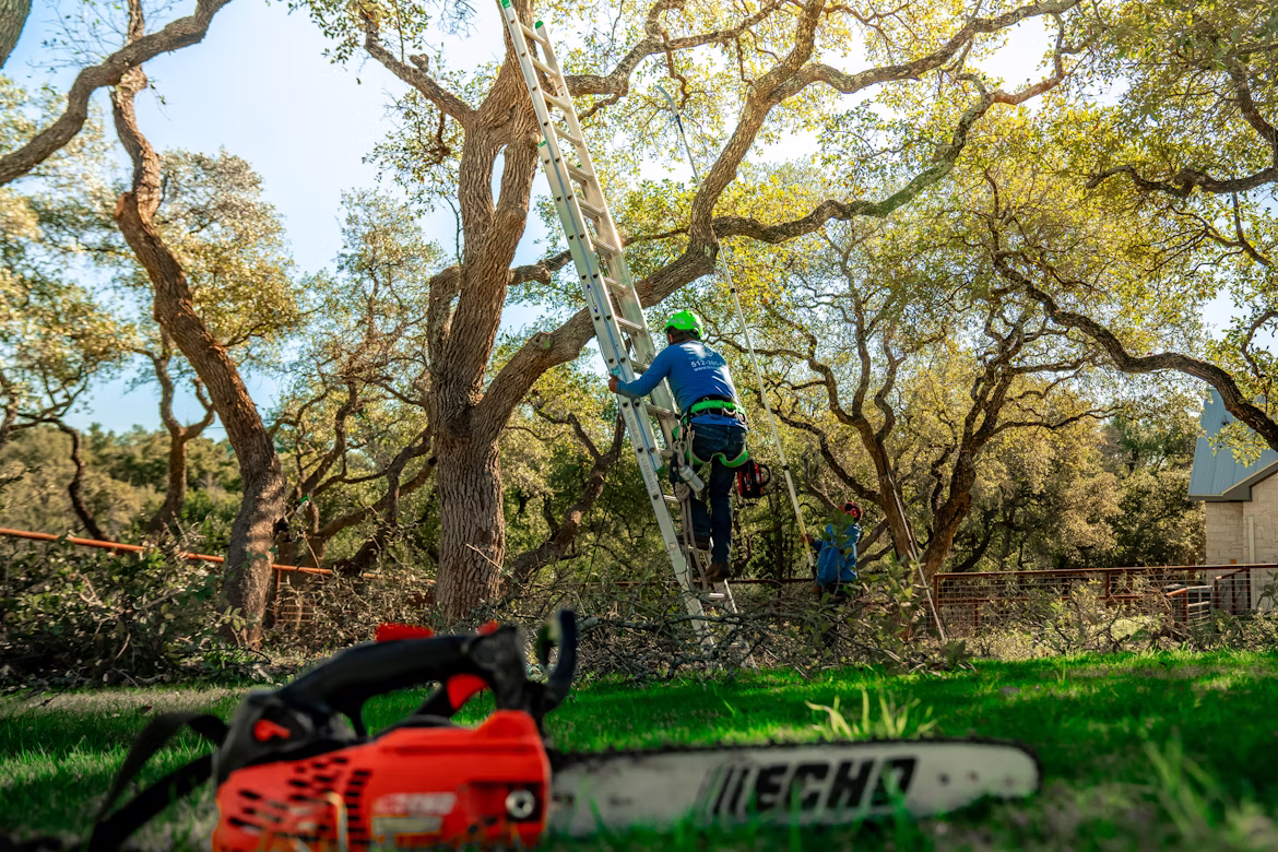 TREE PRUNING PAGE